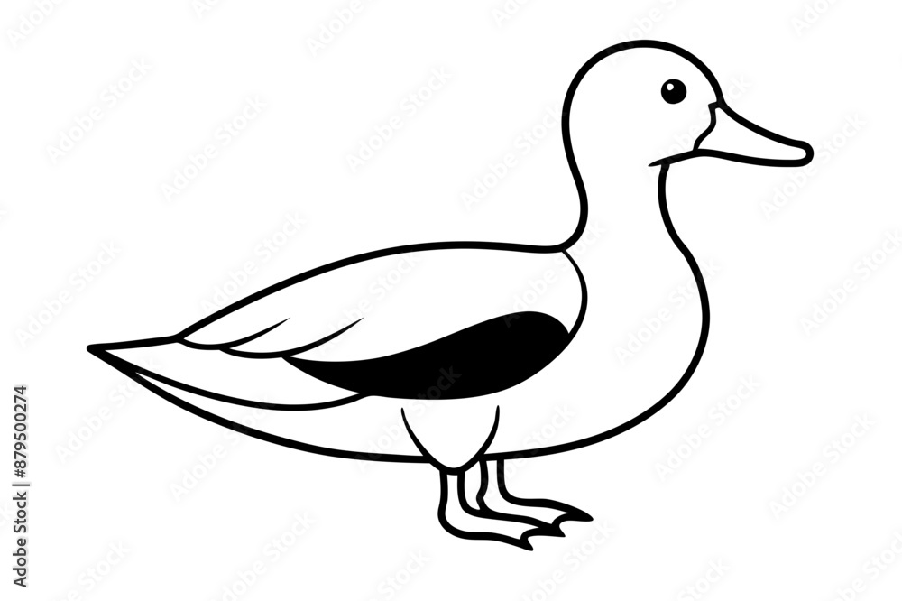 duck isolated on white duck isolated on white