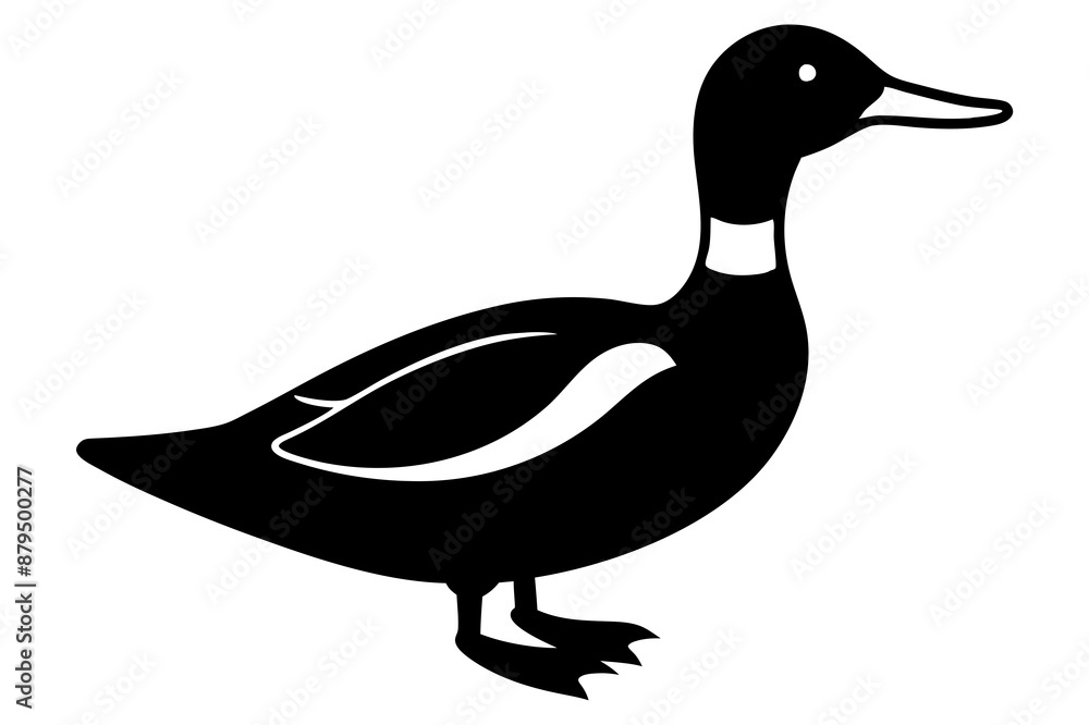 duck isolated on white duck isolated on white