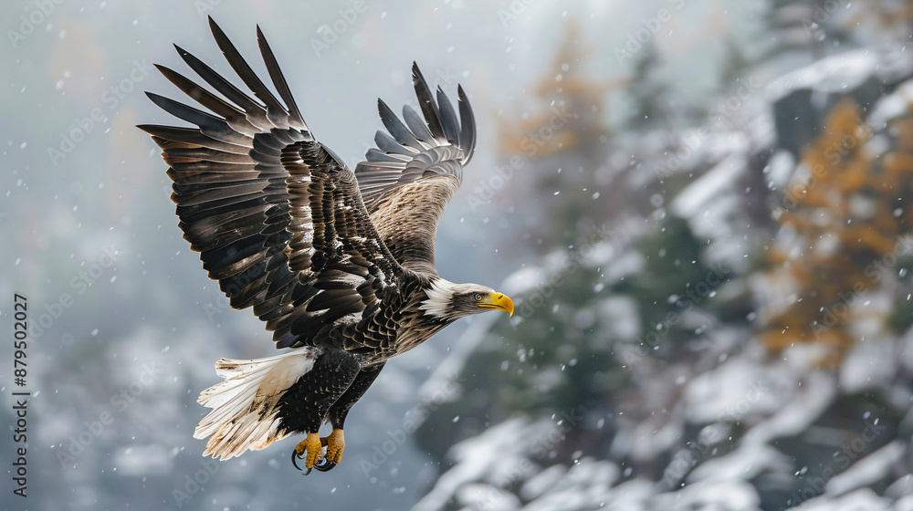 Obraz premium bald eagle in flight