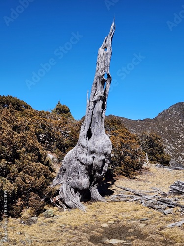 tree in the mountains