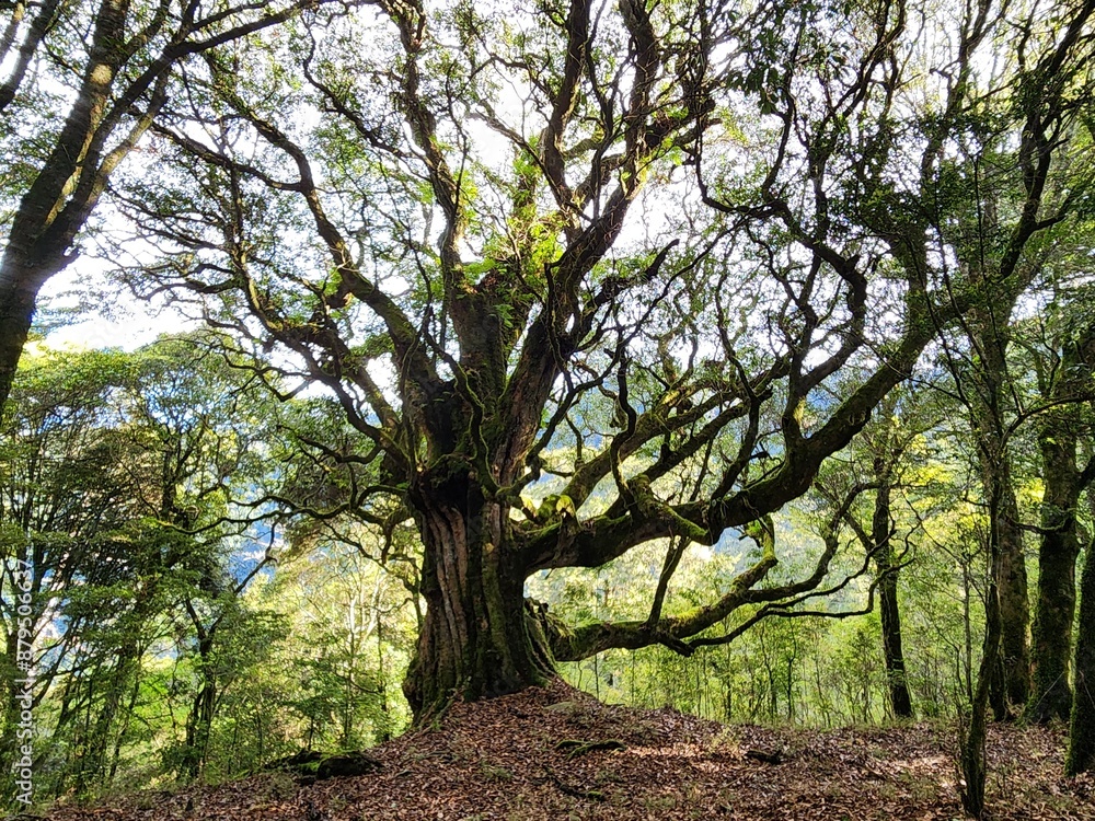 Fototapeta premium tree in the park