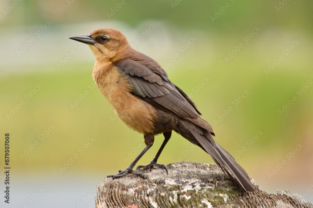 boat-tailed grackle bird perched on tree boat-tailed grackle bird perched on tree