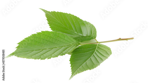 Slippery elm isolated on white background