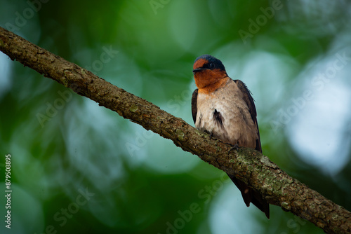 pacific swallow bird hirundo tahitica perched on a tree branch, natural bokeh background photo