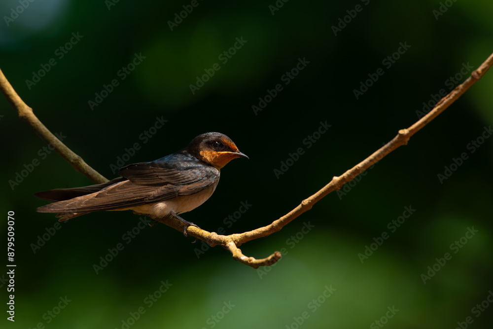 pacific swallow bird hirundo tahitica perched on curved branch, natural bokeh background pacific swallow bird hirundo tahitica perched on curved branch, natural bokeh background