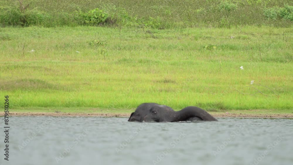 Elephant family with baby playing in the river. Elephant family with baby playing in the river.