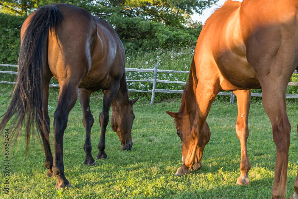Fototapeta premium Close-up of two brown horses grazing from the back in a shady pasture. 