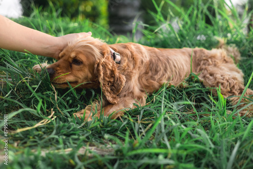Obraz na płótnie Cocker spaniel dog lying in the grass