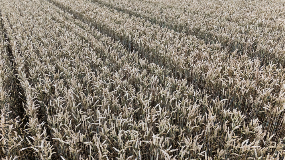 Gold wheat field with traces of agricultural machinery Gold wheat field with traces of agricultural machinery
