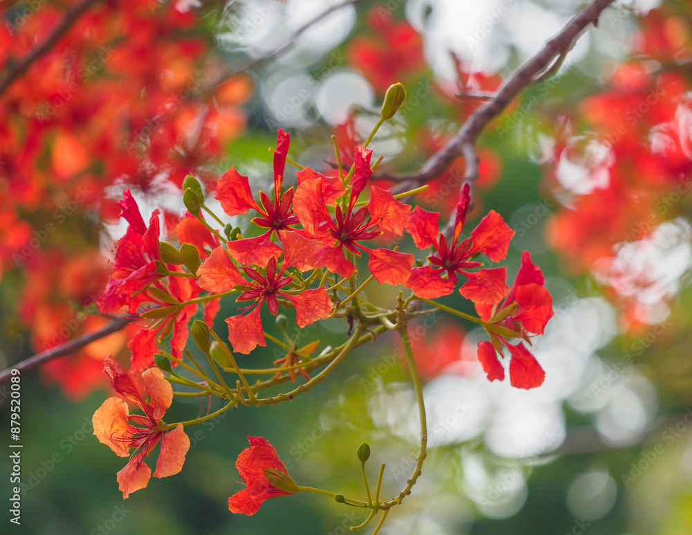 Beautiful, brightly colored Guppy Tree Beautiful, brightly colored Guppy Tree