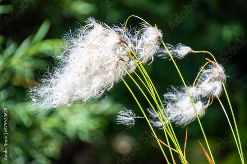 Wollgras biegt sich im Wind