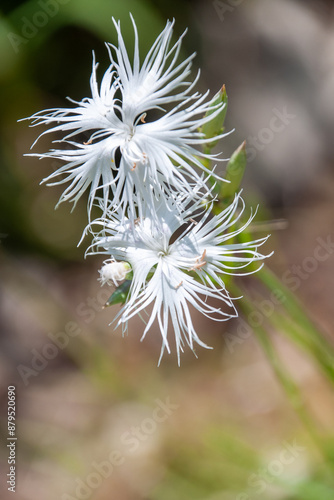 Die zarte, weiße Blüte der Montpelliernelke 