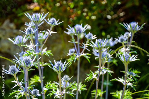 Pyrenäendistel im Botanischen Garten, München