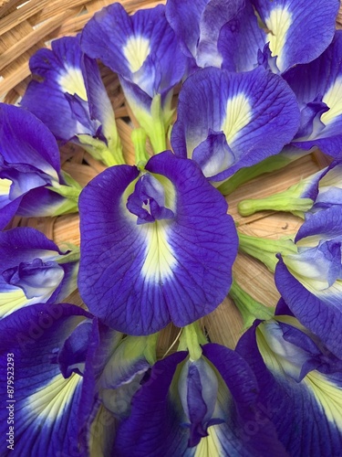 Blue Butterfly Pea Flower ,Blue Aparajita flower , photo