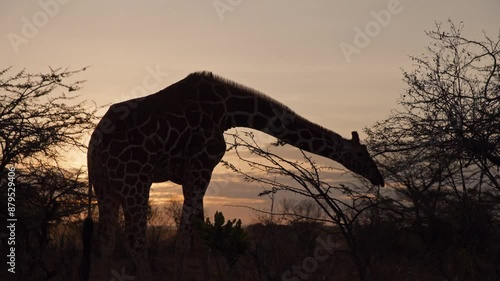 Left to right slider shot of a Reticulated Giraffe (Giraffa reticulata) strolling into the sunset at savann in kenya photo