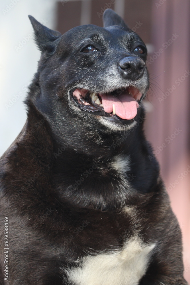 portrait of a black dog portrait of a black dog