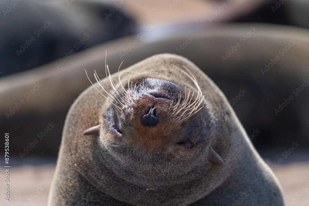 Fototapeta premium Cloe-up of a fur seal at the cape cross seal reserve along the skeleton coast in Namibia.
