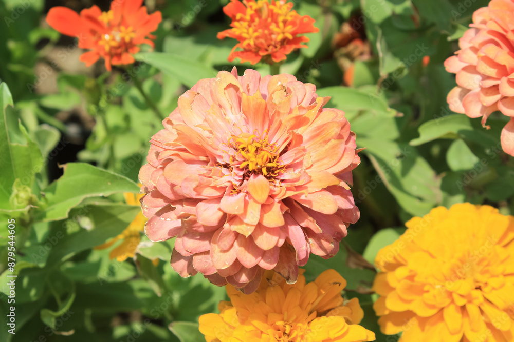 Zinnia, Old-fashioned, old maid, and Zennia elegans Pink color flowers Zinnia, Old-fashioned, old maid, and Zennia elegans Pink color flowers