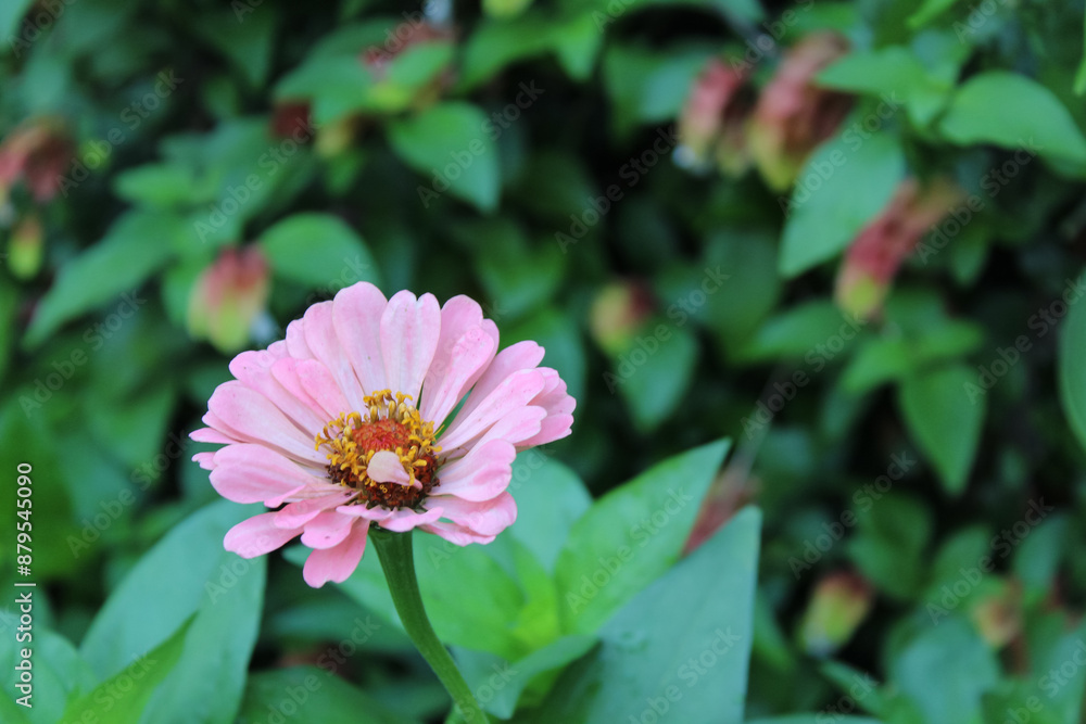 Zinnia, Old-fashioned, old maid, and Zennia elegans Pink color flowers Zinnia, Old-fashioned, old maid, and Zennia elegans Pink color flowers