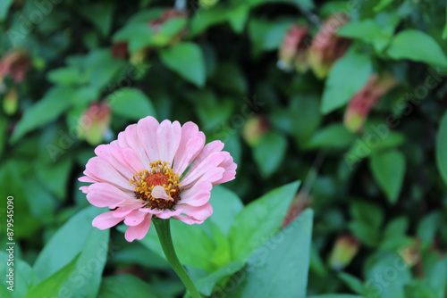 Zinnia, Old-fashioned, old maid, and Zennia elegans Pink color flowers