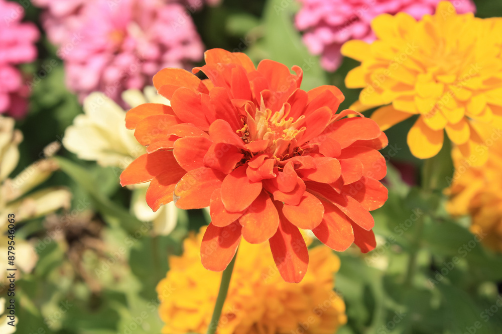 Zinnia, Old-fashioned, old maid, and Zennia elegans orange color flowers Zinnia, Old-fashioned, old maid, and Zennia elegans orange color flowers