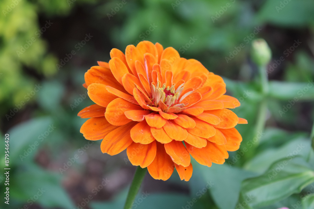 Zinnia, Old-fashioned, old maid, and Zennia elegans orange color flowers Zinnia, Old-fashioned, old maid, and Zennia elegans orange color flowers