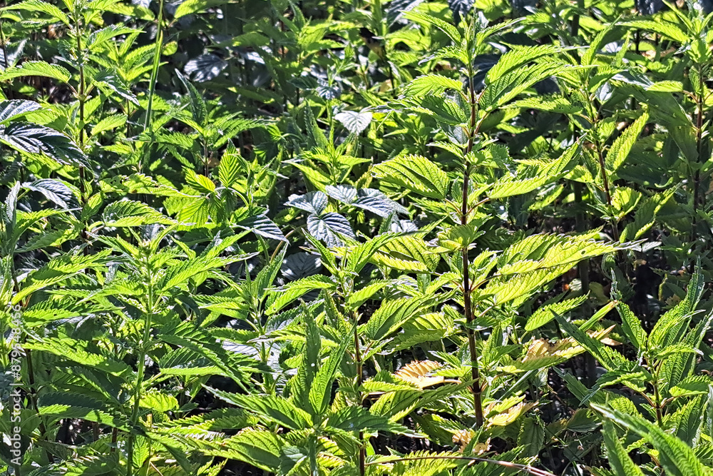 Sunlit nettle field glowing in the summer light. Vibrant green foliage thriving under the warm sun. Natural landscape showcasing wild herbal growth. Sunlit nettle field glowing in the summer light. Vibrant green foliage thriving under the warm sun. Natural landscape showcasing wild herbal growth.