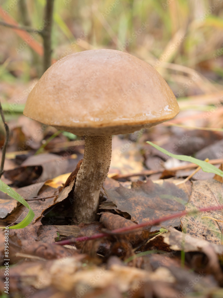 brown boletus in the forest brown boletus in the forest
