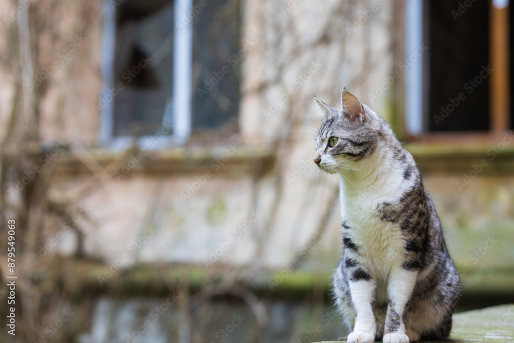 Obraz premium Portrait of cute gray white cat sitting on the against the blurred background of an abandoned building. With copy space