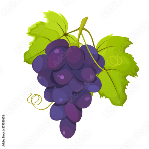 Purple grapes. Bunch of grapes with leaves isolated on white background. Vector illustration.