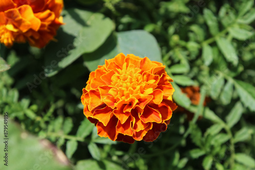 Calendula or Pot Meri gold garden yellow and red flowers photo