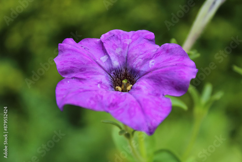 Petunia, Grandiflora, Hedgiflora, Multiflora, Milliflora Purple pink red flowers photo