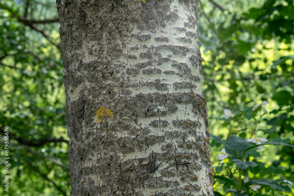 bark plant, the poplar is colored white in many points of its bark, in the forest you can easily distinguish other plants. bark plant, the poplar is colored white in many points of its bark, in the forest you can easily distinguish other plants.
