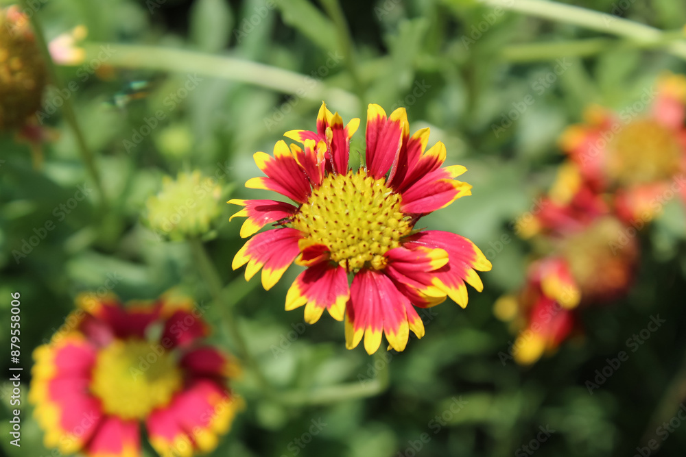 Common Gaillardia, Great Blanket Flower, Indian Blanketflower, Gaillardia aristata Or Gaillardia grandiflora Common Gaillardia, Great Blanket Flower, Indian Blanketflower, Gaillardia aristata Or Gaillardia grandiflora