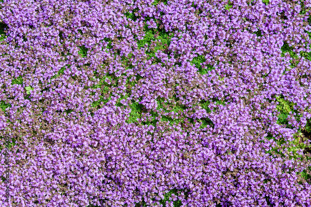 Purple flowers of the Sedum variety - an ornamental succulent plant. Purple flowers of the Sedum variety - an ornamental succulent plant.
