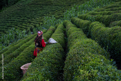 Woman Picking Tea in the Tea Garden Drone Photo, Tirebolu Giresun, Turkiye (Turkey)