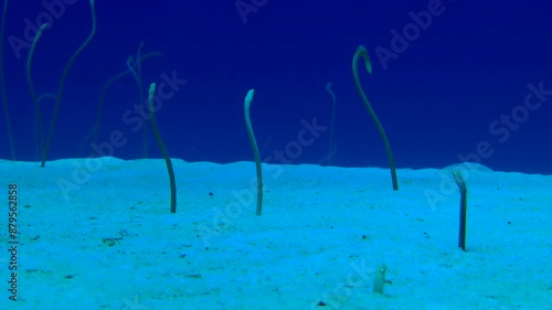 A group of Garden Eel (Gorgasia sillneri) against a blue water column, hunting plankton in the water column, then hide in the sandy bottom.