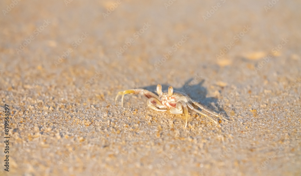 A crab on the beach is running on the white sand. Exotic animals in the resorts of tropical islands. The concept of a beach holiday in the tropics. A crab on the beach is running on the white sand. Exotic animals in the resorts of tropical islands. The concept of a beach holiday in the tropics.