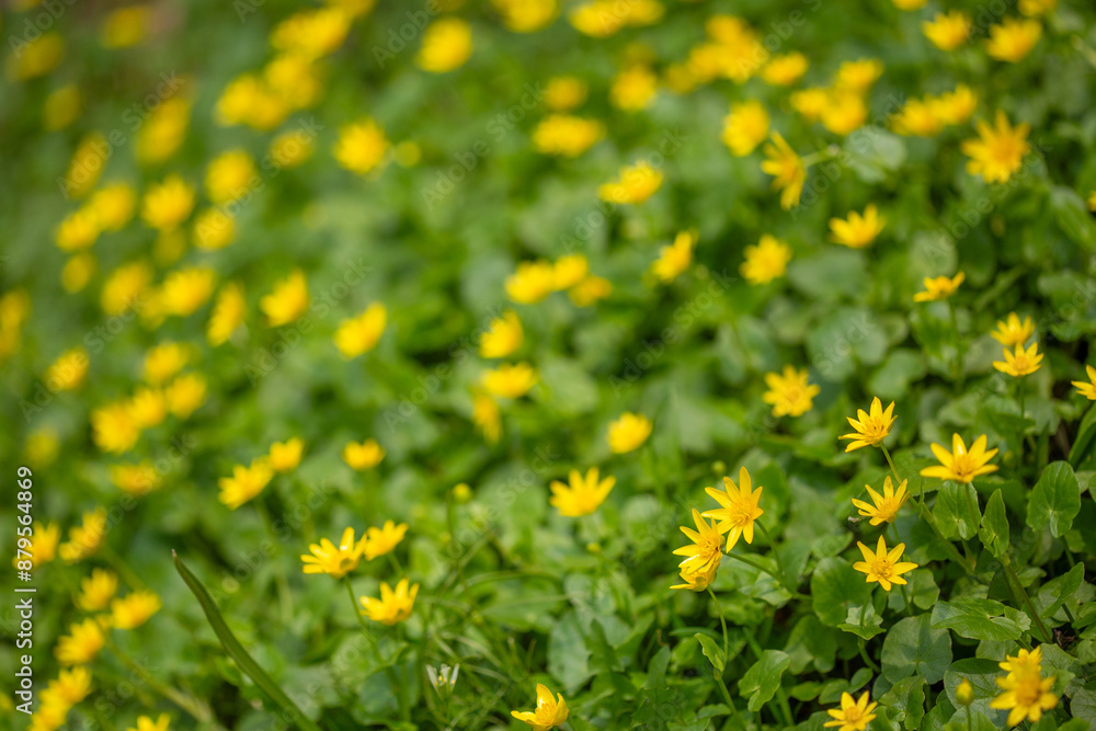 Obraz premium Lesser celandine flowers.