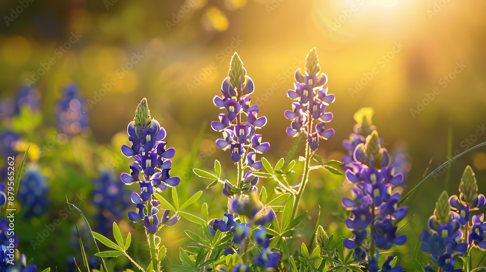 Obraz premium A close-up of blue flowers blooming in a field under a golden sunlight glow, creating a serene and picturesque natural scene that evokes beauty and tranquility.