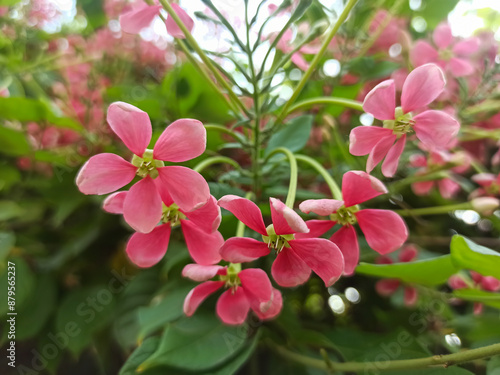 Pink Bloom