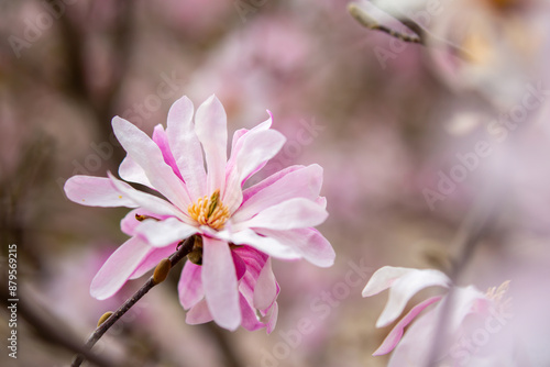 Blooming magnolia in spring. Beautiful buds of pink flowers close-up with blurred space for text. © Vera