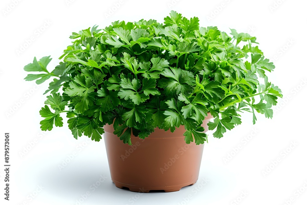 A potted parsley plant with lush green leaves, ideal for themes of gardening, herbs, and healthy living, highlighting fresh and natural ingredients. A potted parsley plant with lush green leaves, ideal for themes of gardening, herbs, and healthy living, highlighting fresh and natural ingredients.