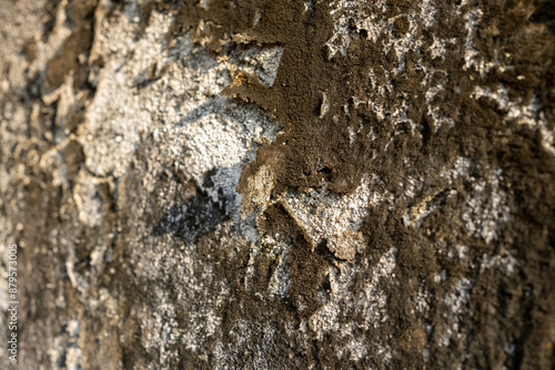 close up. the walls of a house that are covered in black moss and are peeling off the walls of an old building. the concept of recovering an abandoned old building