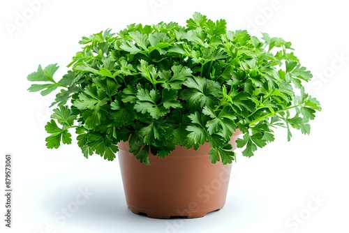 A potted parsley plant with lush green leaves, ideal for themes of gardening, herbs, and healthy living, highlighting fresh and natural ingredients.