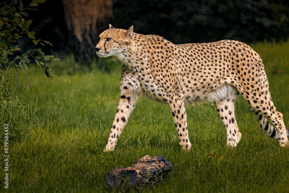 Cheetah walking gracefully on green grass in a natural habitat. Cheetah walking gracefully on green grass in a natural habitat.