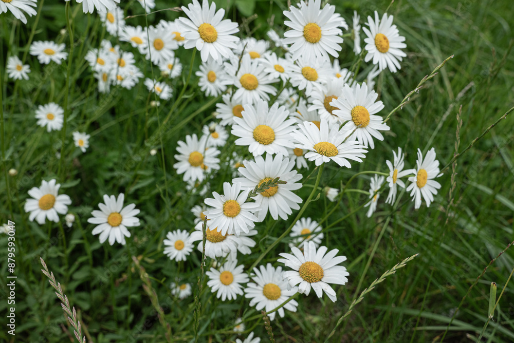 Fototapeta premium field of daisies