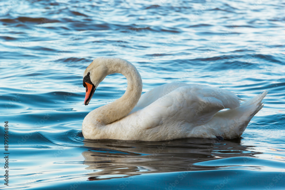 Naklejka premium Graceful Swan Swimming Serenely In Calm Waters With Sunlight Reflections