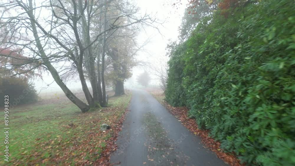 road pathway fog foggy clouds conditions flying over straight forward aerial drone autumn falling leaves trees road pathway fog foggy clouds conditions flying over straight forward aerial drone autumn falling leaves trees