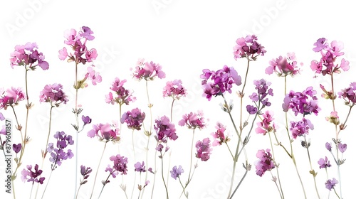 Delicate Watercolor Floral Illustration